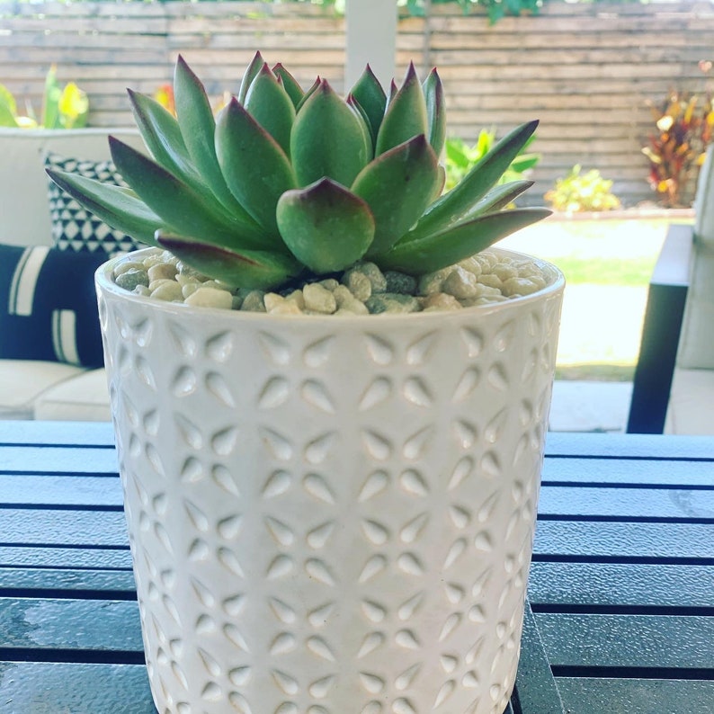 Vibrant Succulent in Ceramic Container!!