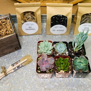 Small DIY Succulent Kit • Free Shipping!