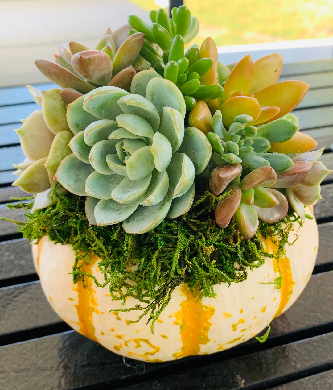 Tiger Striped Pumpkin Topped W/ Succulents - Etsy