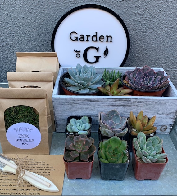 Diy Succulent Kit W/ Stunning Wood Box - Etsy