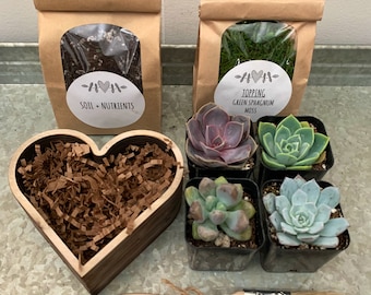 DIY Heart Succulent Kit!!