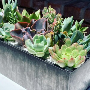 May include: A black metal planter filled with a variety of succulents, including green, red, and purple varieties. The succulents are arranged in a cluster, with some spilling over the edges of the planter.