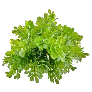 Boxwood Greenery Spray | Artificial Leaf Pick | Faux Filler for Bouquets, Wreaths & DIY Crafts