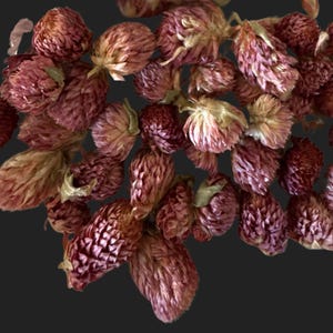 以下が含まれることがあります： 乾燥した、バーガンディ色のクローバーの花のコレクション。花は、円錐のような質感のある形で、濃い赤とタンの色合いが混ざり合っており、基部には緑色のヒントが見られます。暗い背景に配置されています。