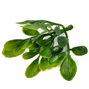 以下が含まれることがあります： 複数の緑色の葉が付いた人工的な緑の小枝。葉のサイズと形は様々で、楕円形のものもあれば、細長いものもあります。小枝は鮮やかな緑色で、新鮮で自然な外観をしています。背景は無地の白です。