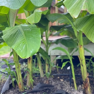 Cold Hardy Banana Tree - &#39;Basjoo&#39; - Musa starter plant