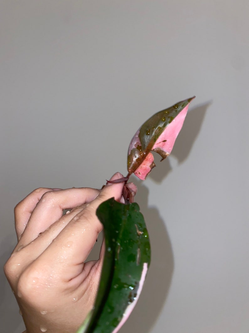 Rooted Philodendron Pink Princess Top Cutting