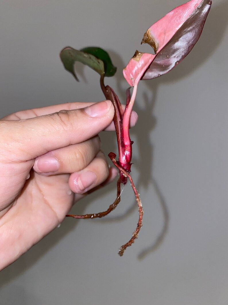 Rooted Philodendron Pink Princess Top Cutting