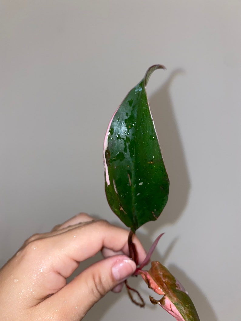 Rooted Philodendron Pink Princess Top Cutting