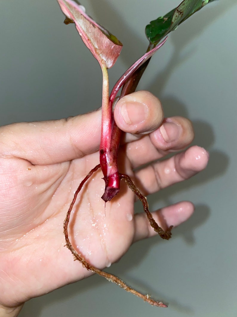 Rooted Philodendron Pink Princess Top Cutting