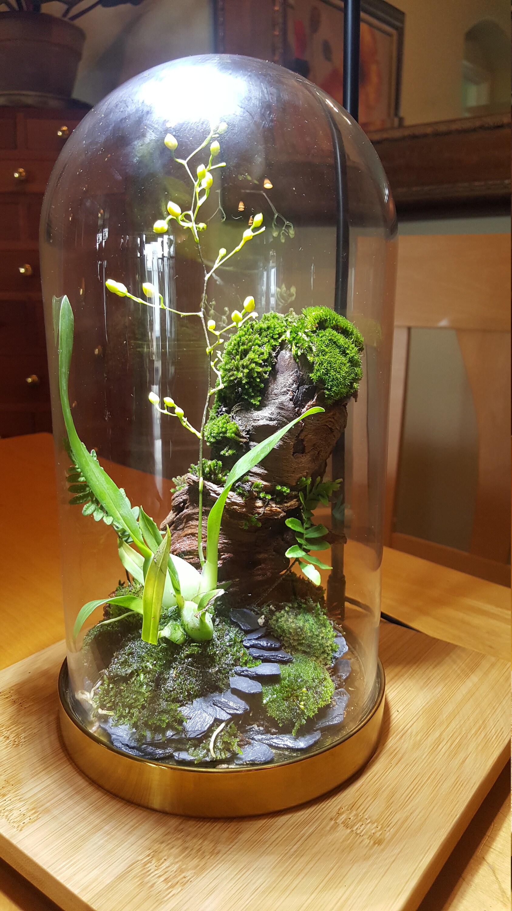 Terrarium una hermosa escultura botánica con orquídea luz Etsy