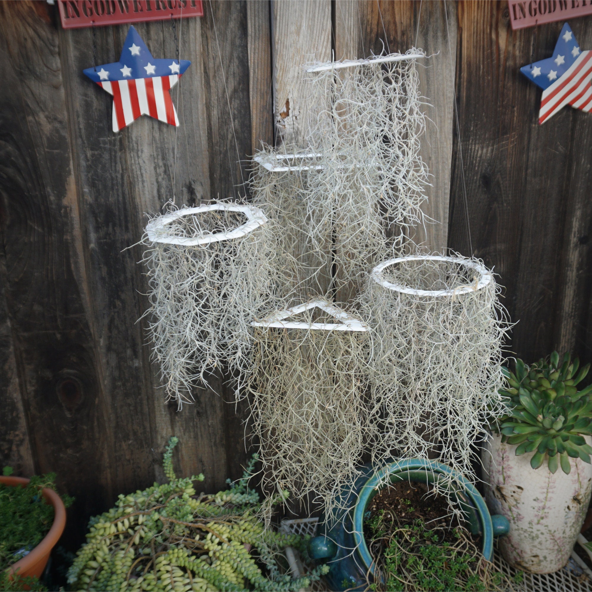Spanish Moss holder with a varities shape. Etsy