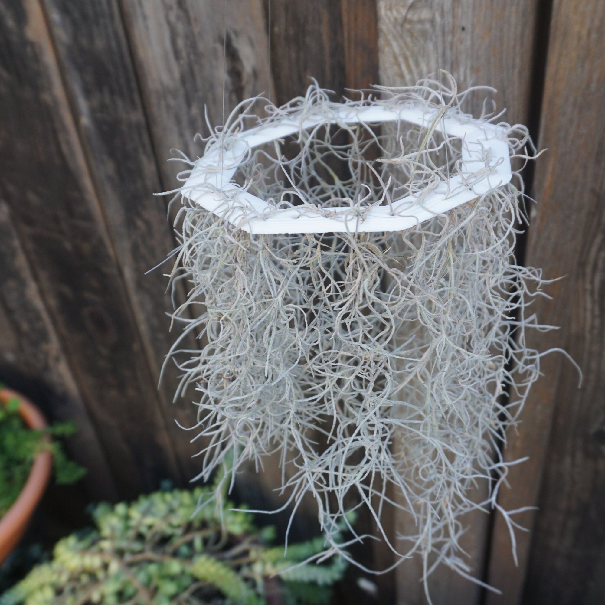 Spanish Moss holder with a varities shape. Etsy
