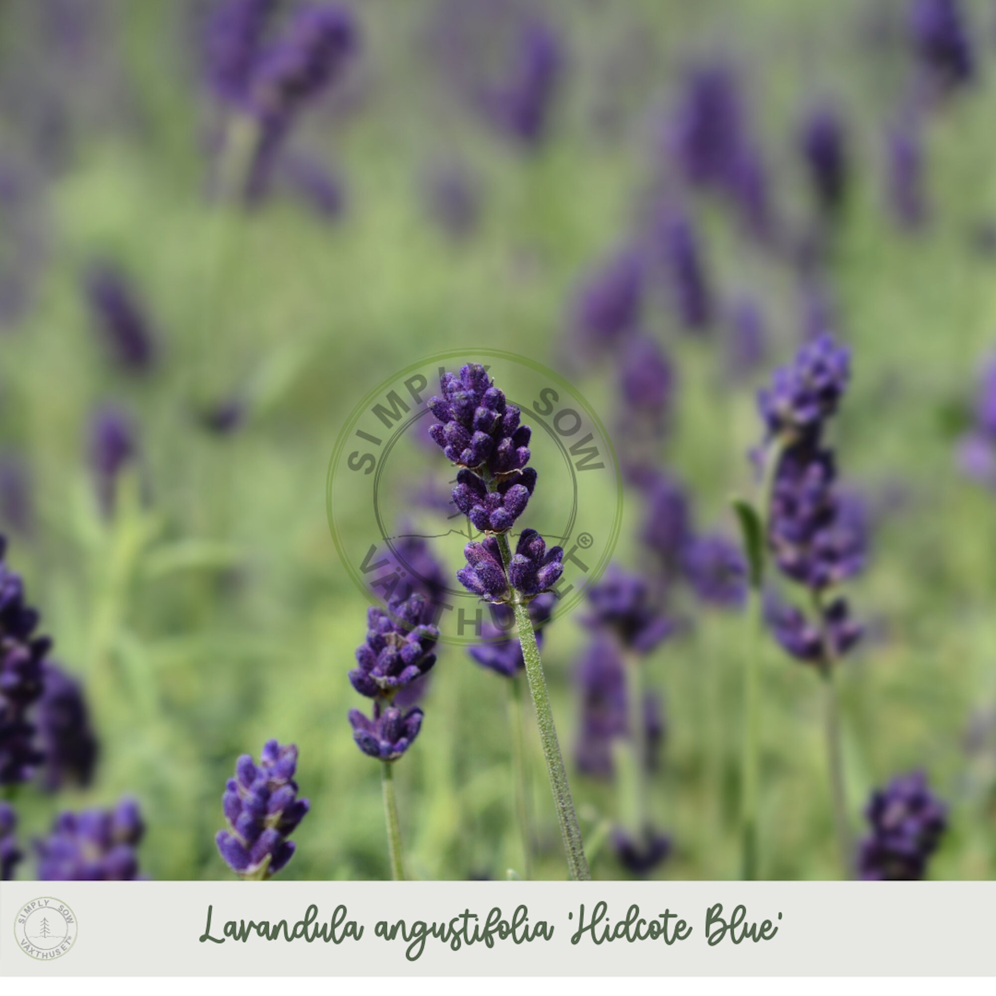 English Lavender x 100 Seeds Hidcote Blue Lavandula Etsy