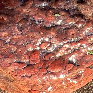 May include: Close-up of a red, brown, and white patterned rock with a smooth, wet surface.