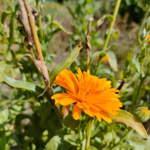 May include: Close-up of a vibrant orange calendula flower in full bloom, surrounded by green leaves and stems. The petals are densely packed, creating a textured appearance. The background is blurred, suggesting a natural outdoor setting.