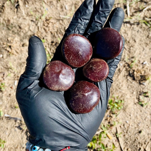 African Dream Herb - Etsy