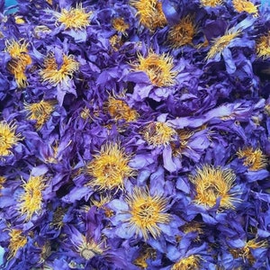 Blue Lotus Whole Flower | Blue Lotus, Nymphaea caerulea | Organic Blue Lotus Flower Highest Quality Available