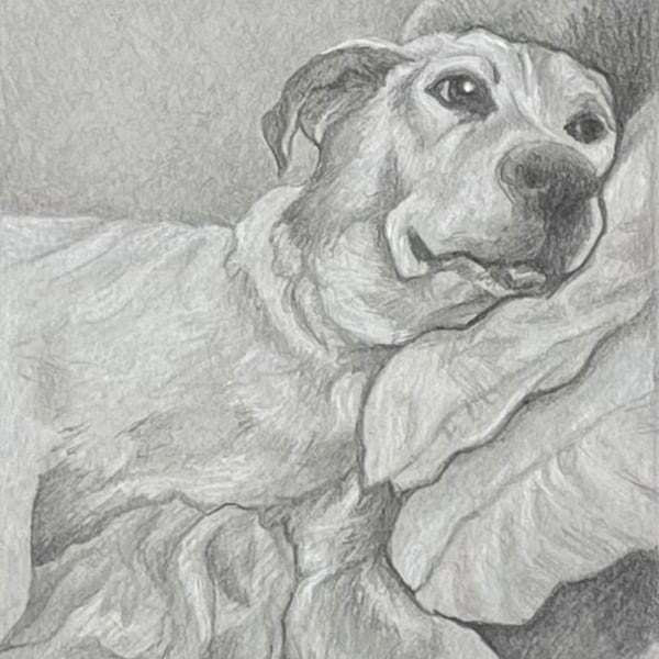 Hand made custom pet portrait done with graphite and white pencil on grey toned paper