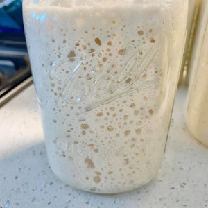 Sourdough Starter - Extremely Active!!