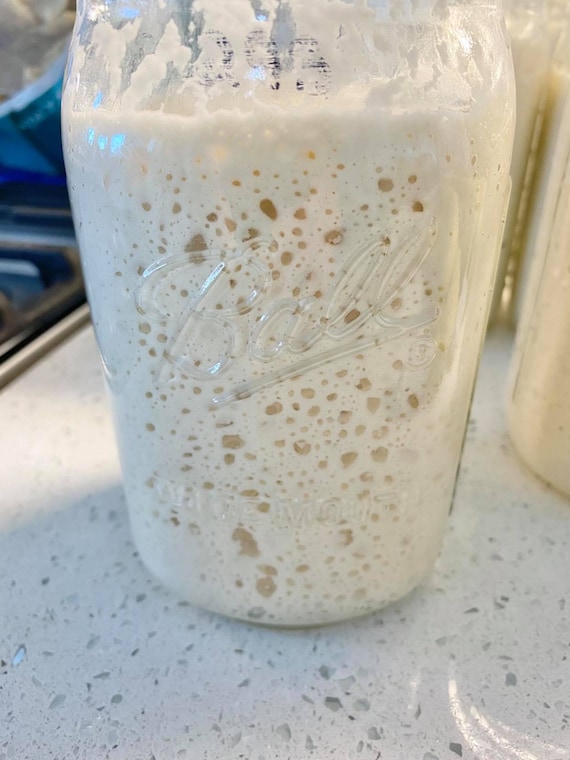 Sourdough Starter - Extremely Active!!