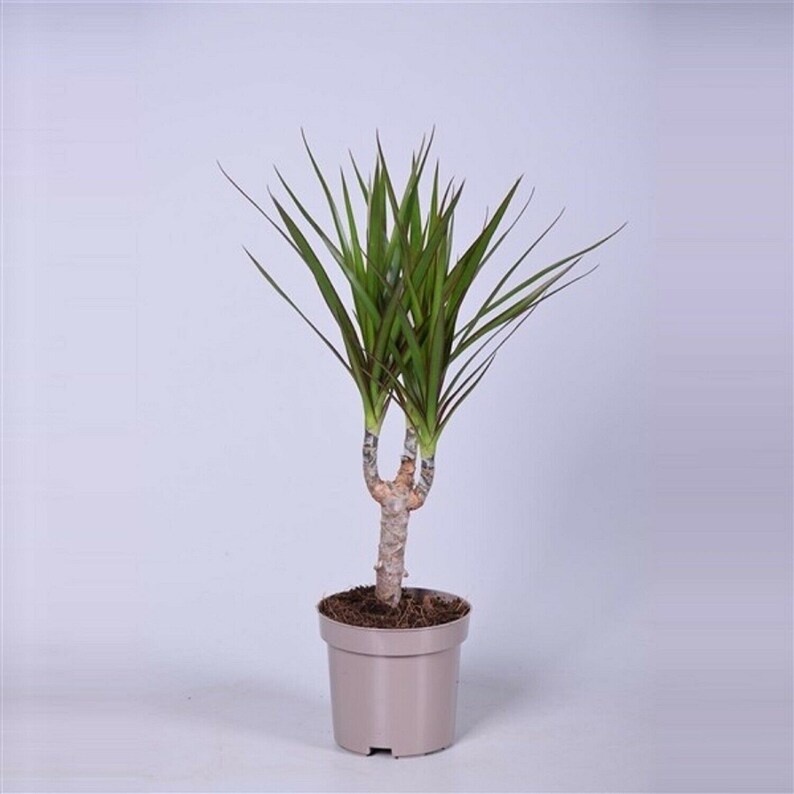 Dracaena Marginata Dragon Tree Stunning Indoor House Plant in Etsy Canada