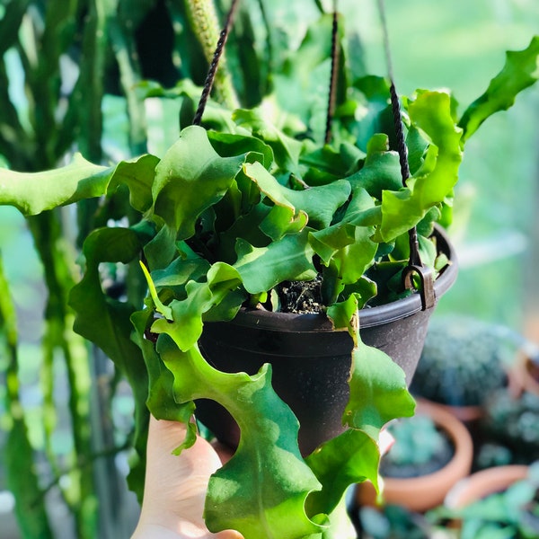 Epiphyllum/Rhipsalis "Curly Locks" Cutting