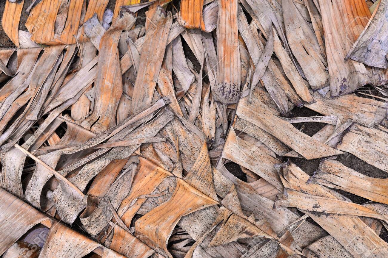 Dried Banana Leaves Origin Pet Supplies Care FishArt Etsy