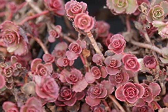 10 Cuttings Sedum Dragons Blood Succulents Etsy