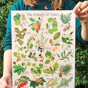 May include: A rectangular botanical print titled The Energy of Trees, featuring detailed illustrations of various tree species including apple, ash, birch, and oak, each labelled with its name and a corresponding thematic word like Balance or Strength.