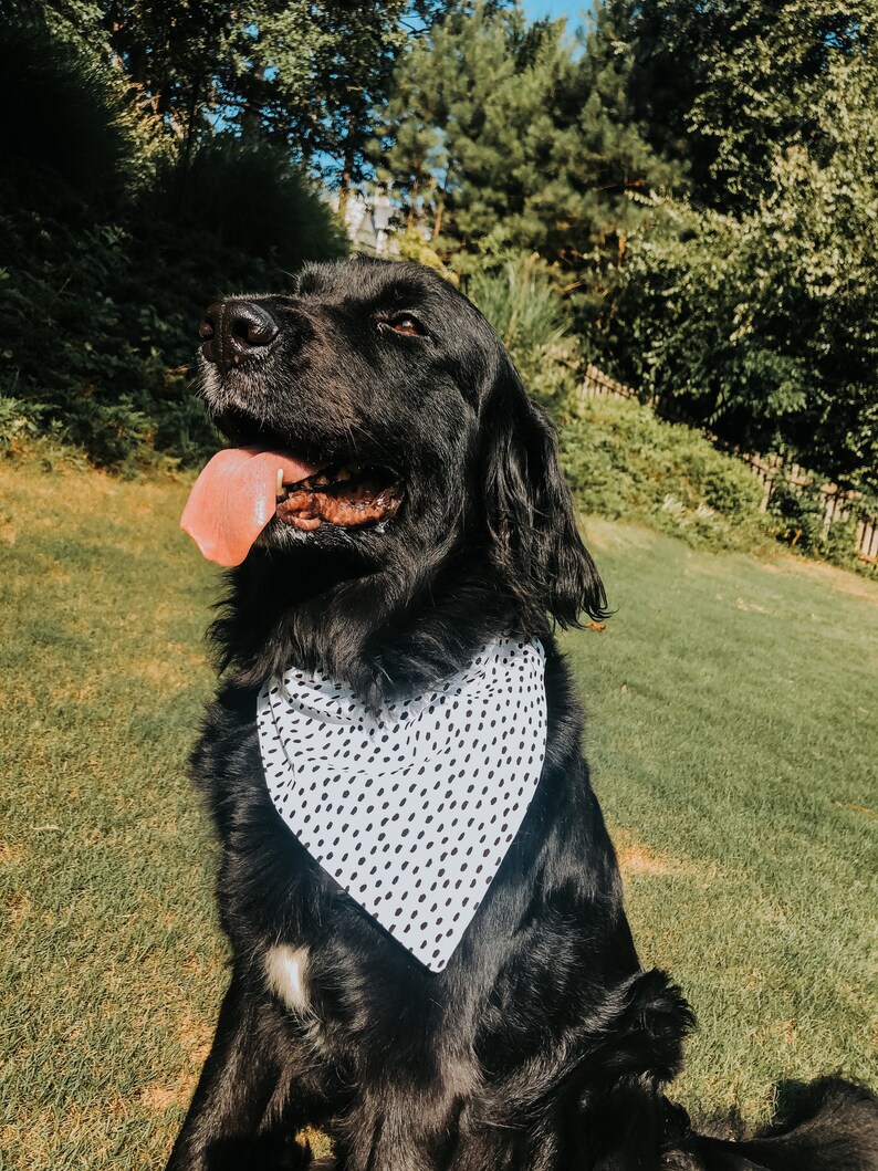 Free Spirit Over the Collar Dog Bandana Etsy