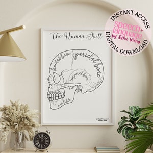 The Human Skull Labeled Anatomy Poster | Wall Art Therapy Office Room Decor | SLP print 11x14 and 18x24
