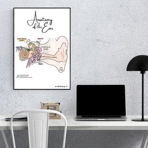 A&P Audiology Anatomy Outer to Inner Ear Labeled Poster | Audiologist, AuD / SLP educational instant digital download poster 18x24