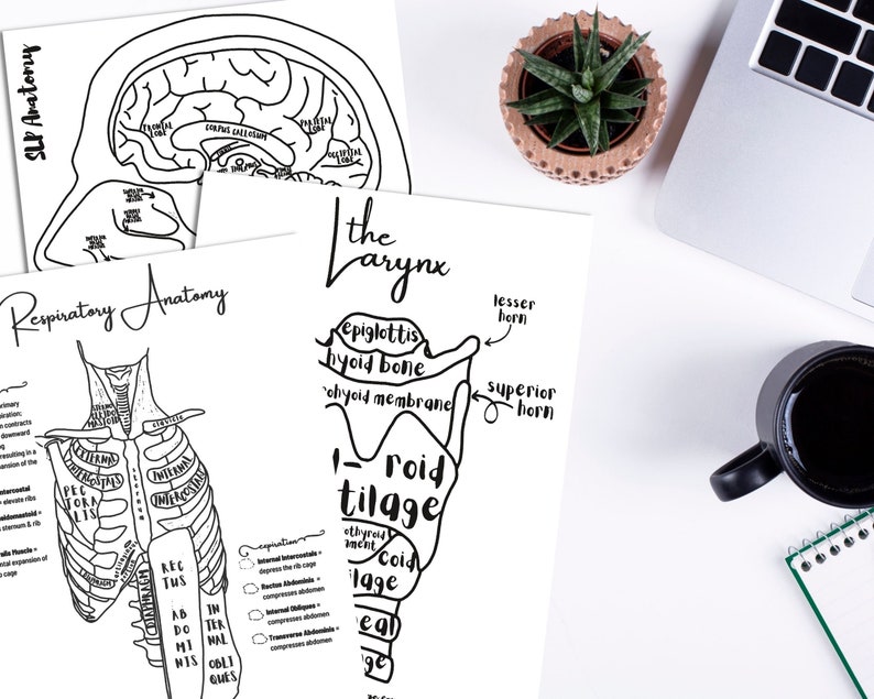DIY SLP Anatomy Physiology Study Help Coloring Pages Set - Etsy