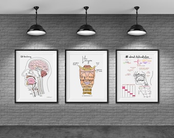 Anatomy + Articulation SLP Labeled Posters - Set of 3 | speechie educational instant digital download posters 18x24