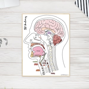 A&P Labeled Neuroanatomy and Oral Musculature Poster | SLP essential educational instant digital download poster sizes 11x14 and 18x24