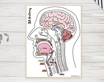 Neuroanatomy Poster | Oral Musculature Print, SLP Gift (Digital Download)