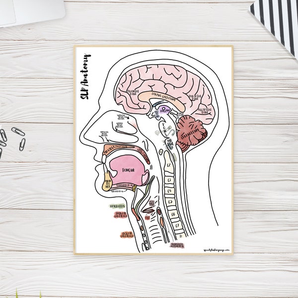 神経解剖学ポスター｜口腔筋組織図プリント、言語聴覚士ギフト（デジタルダウンロード）