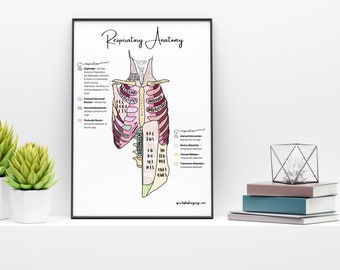 Speech Therapy Office Decor Poster - Respiratory Anatomy Diagram with Labeled Muscles & Functions - Aestheic Study Print (Digital Download)