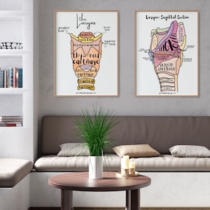 Anatomy & Physiology Larynx Diagram Labeled Posters Set of 2 | SLP essential educational instant digital download posters 11x14 and 18x24