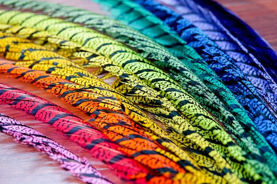 30-35 Inch Long Natural Dyed Zebra Pheasant Tails, Natural