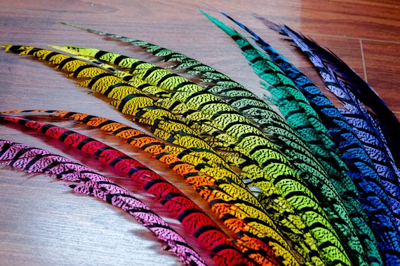 30-35 Inch Long Natural Dyed Zebra Pheasant Tails, Natural