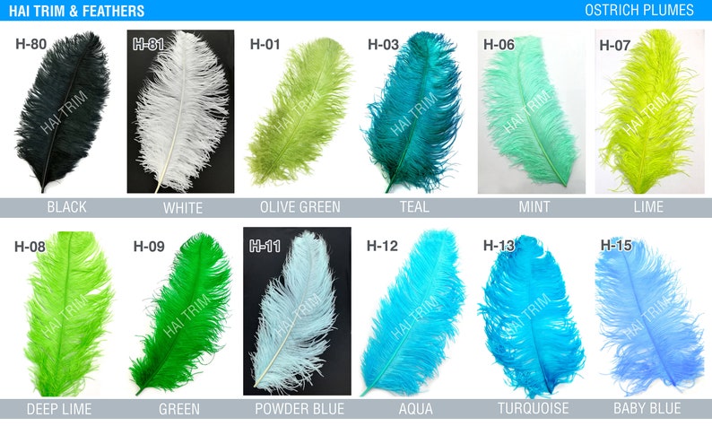 May include: A collection of twelve ostrich plumes labeled HAI TRIM & FEATHERS OSTRICH PLUMES, featuring colors including black, white, olive green, teal, mint, lime, deep lime, green, powder blue, aqua, turquoise, and baby blue with codes H-80 to H-15.