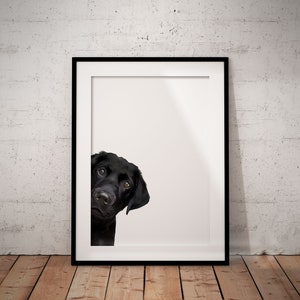 Black Peeking Labrador Giclée Art Print With White Background, Unframed