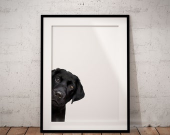 Black Peeking Labrador Giclée Art Print With White Background, Unframed