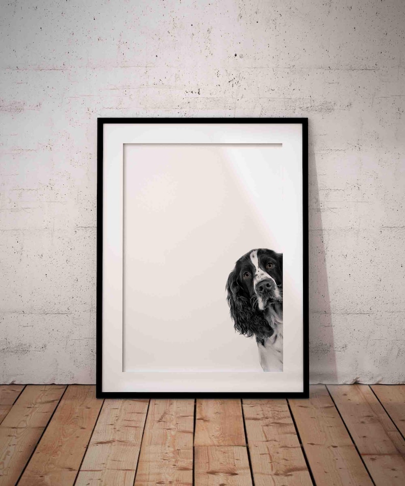 Peeking Black and White Springer Spaniel Dog UNFRAMED Giclée Art Print ...