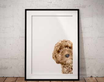 May include: A framed print of a brown and white dog peeking out from behind a white frame. The dog has curly fur and is looking directly at the viewer.