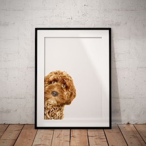 May include: A framed print of a brown and white dog peeking out from the side of the frame. The dog has curly hair and is looking directly at the viewer.
