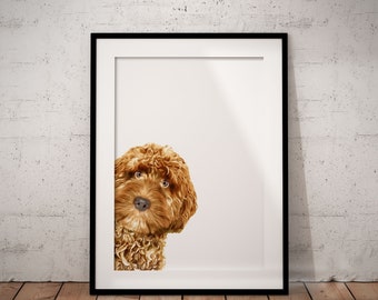 Cute, Fun Peeking Red Cockapoo Giclée Art Print With White Background