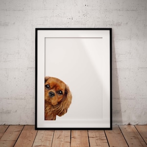 Cavalier King Charles Spaniel Art Print, Peeking Dog UNFRAMED Giclee